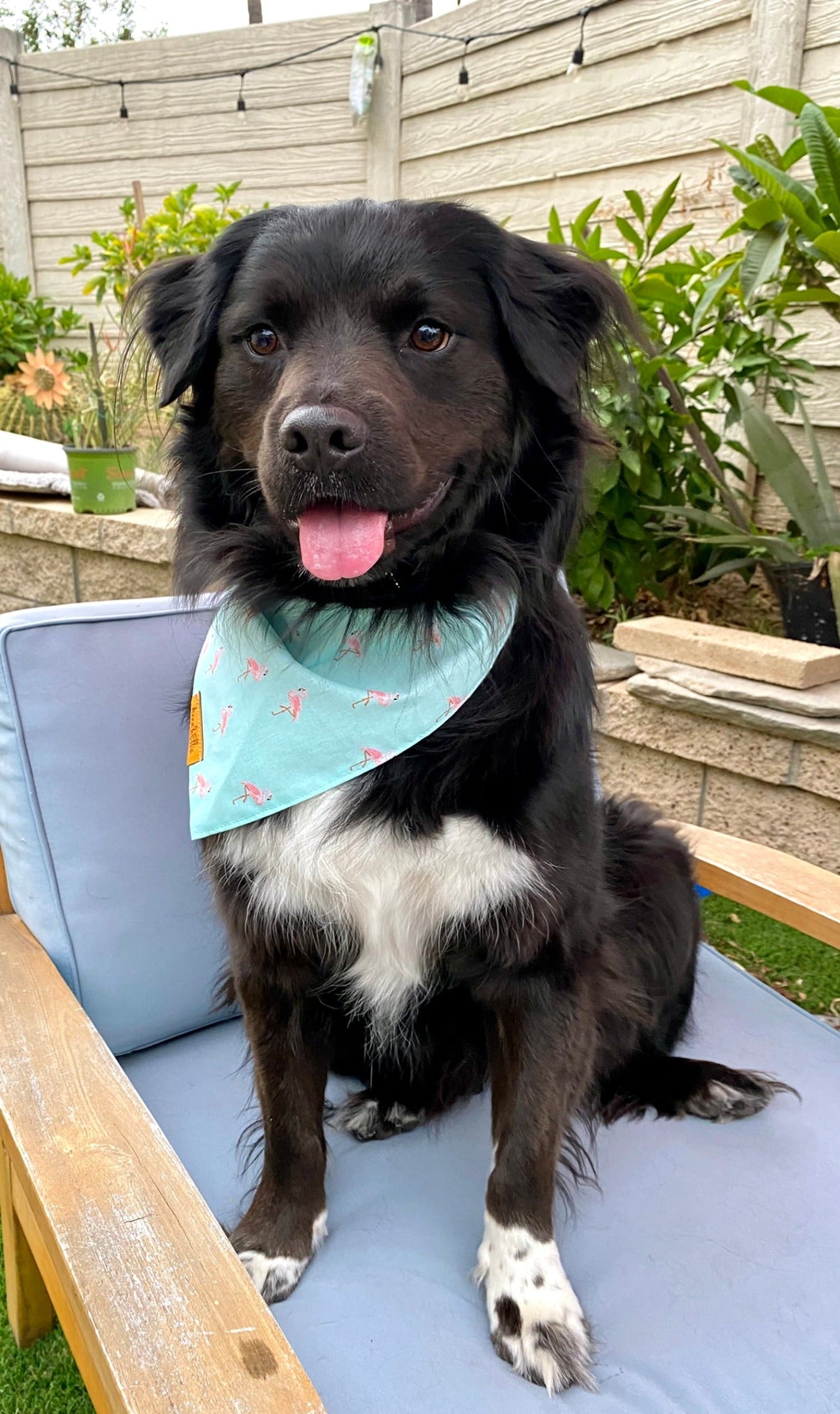 Flamingos on Teal Bandana