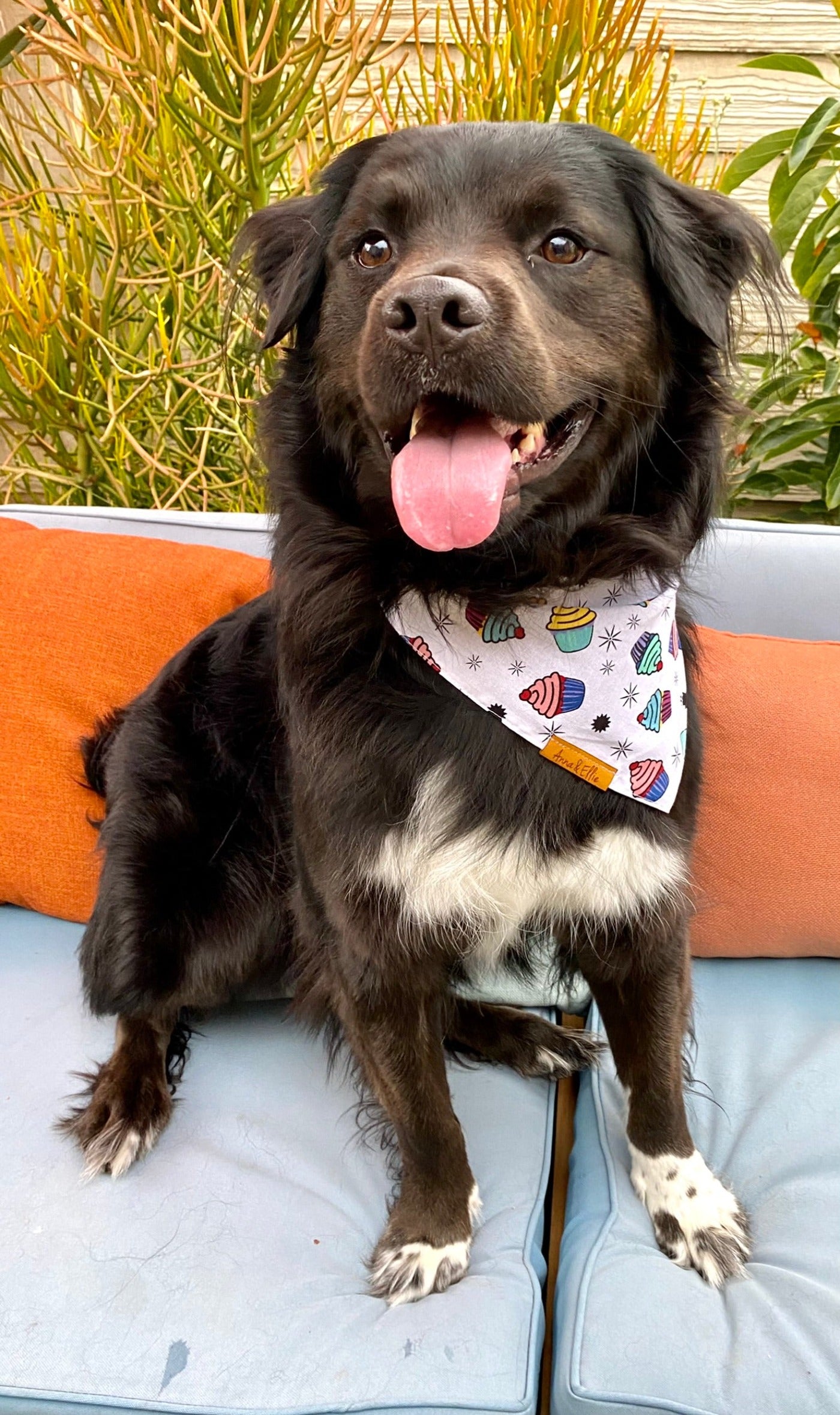 Cupcakes Bandana